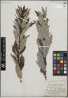 Foto von Salix humilis Marshall
